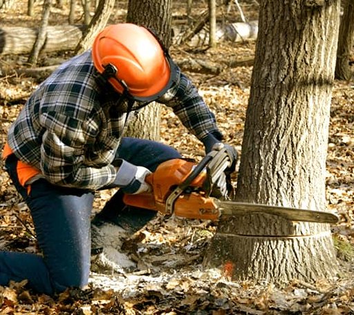 Tree Removal in Bluffton, SC